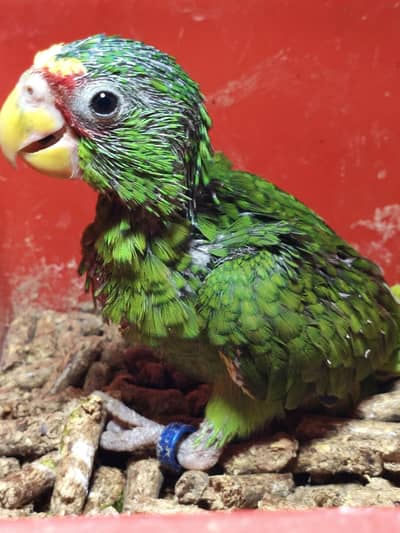 white fronted AMAZON chick