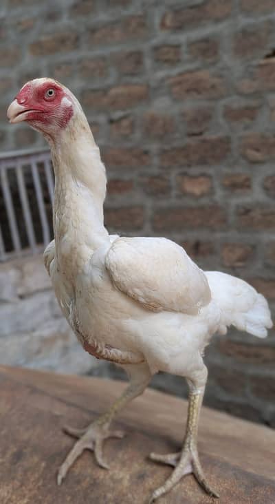 paper white female and saleeta female for sale