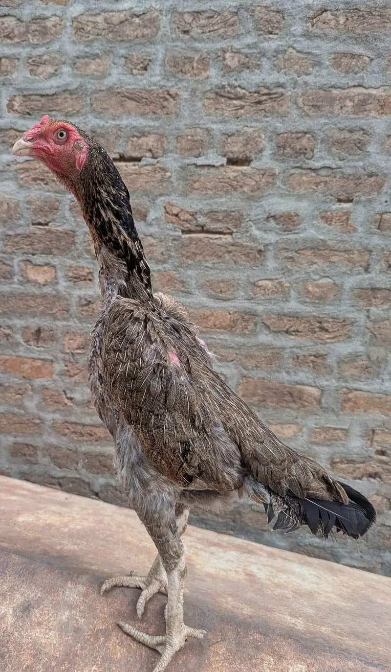 paper white female and saleeta female for sale — photo 2