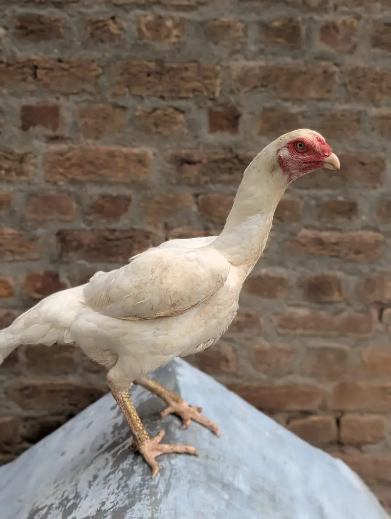 paper white female and saleeta female for sale — photo 3