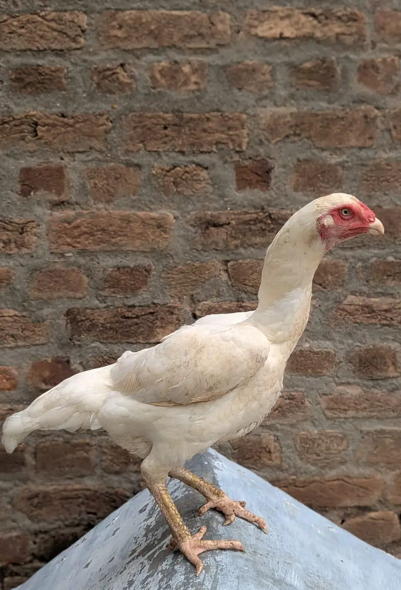 paper white female and saleeta female for sale — photo 4