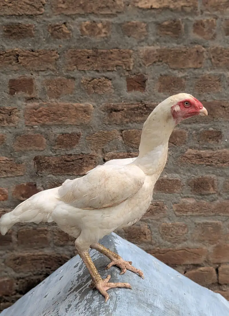 paper white female and saleeta female for sale — photo 5