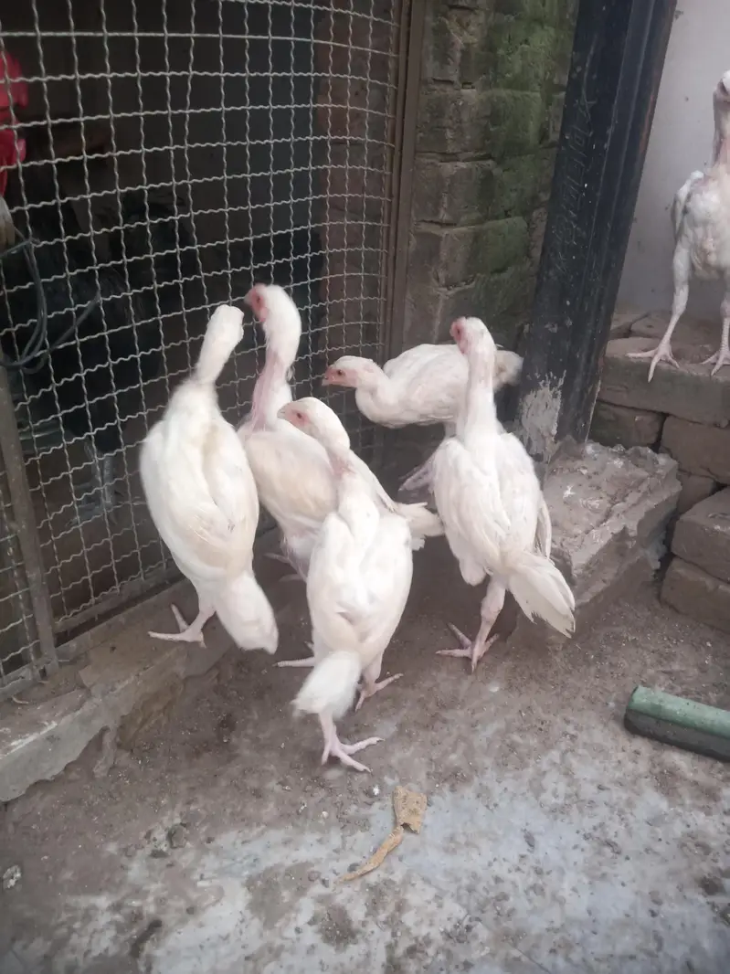 paper white Aseel heera — photo 2
