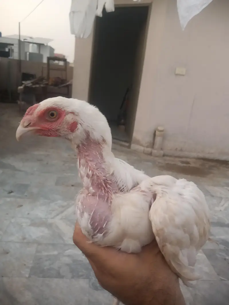 paper white Aseel heera — photo 3