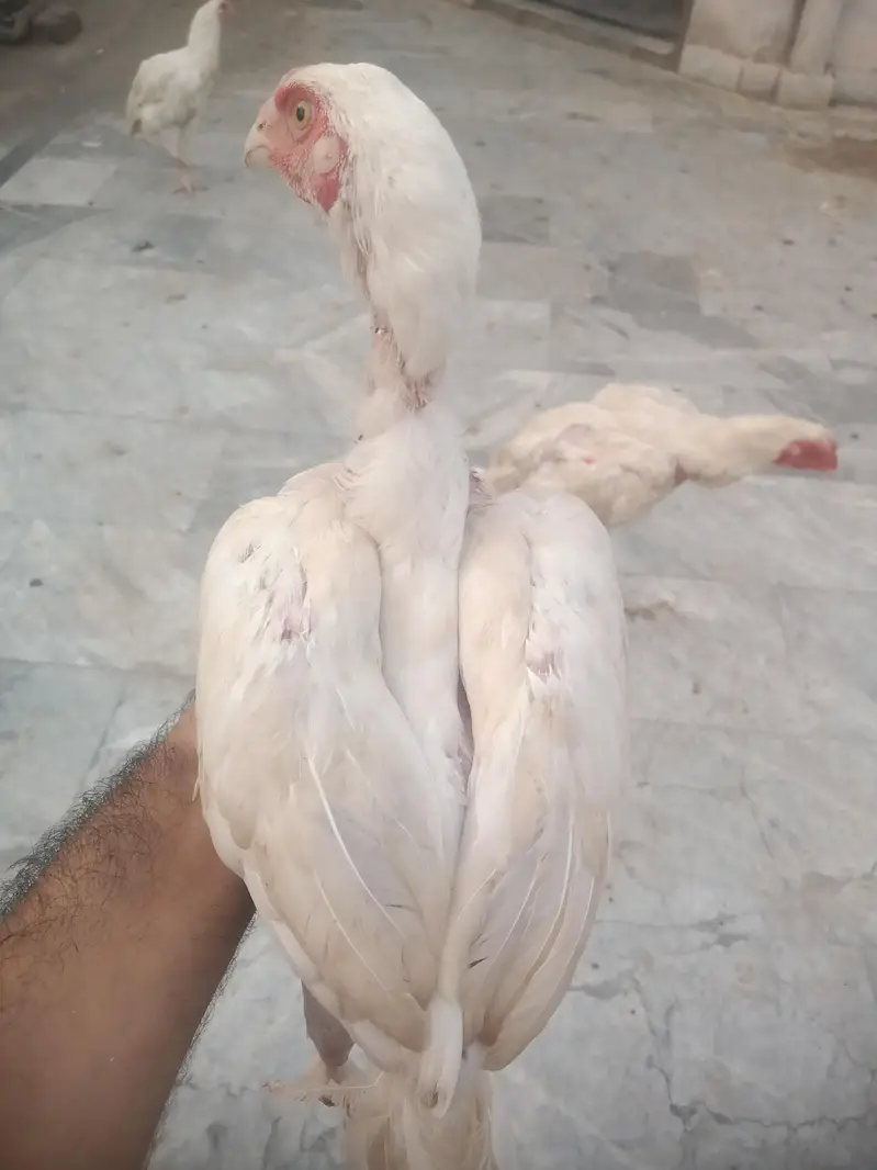 paper white Aseel heera — photo 5