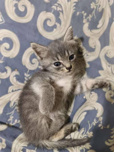 cats for sale