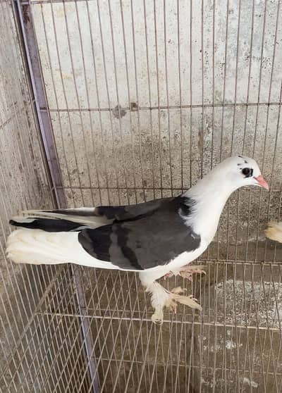 Fancy Pigeon