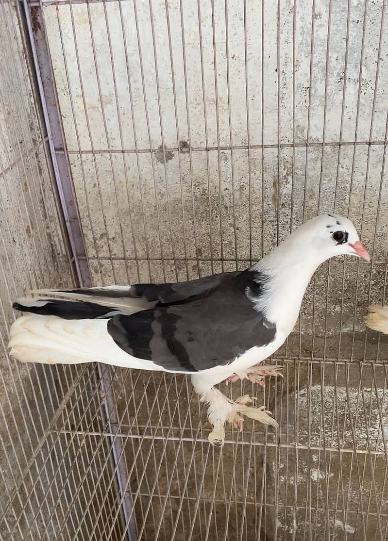 Fancy Pigeon 0