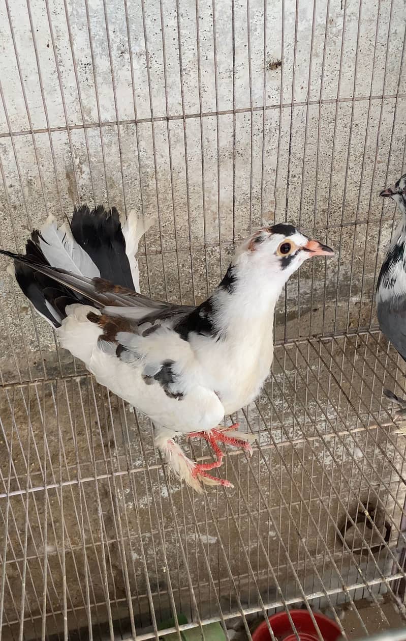 Fancy Pigeon 1