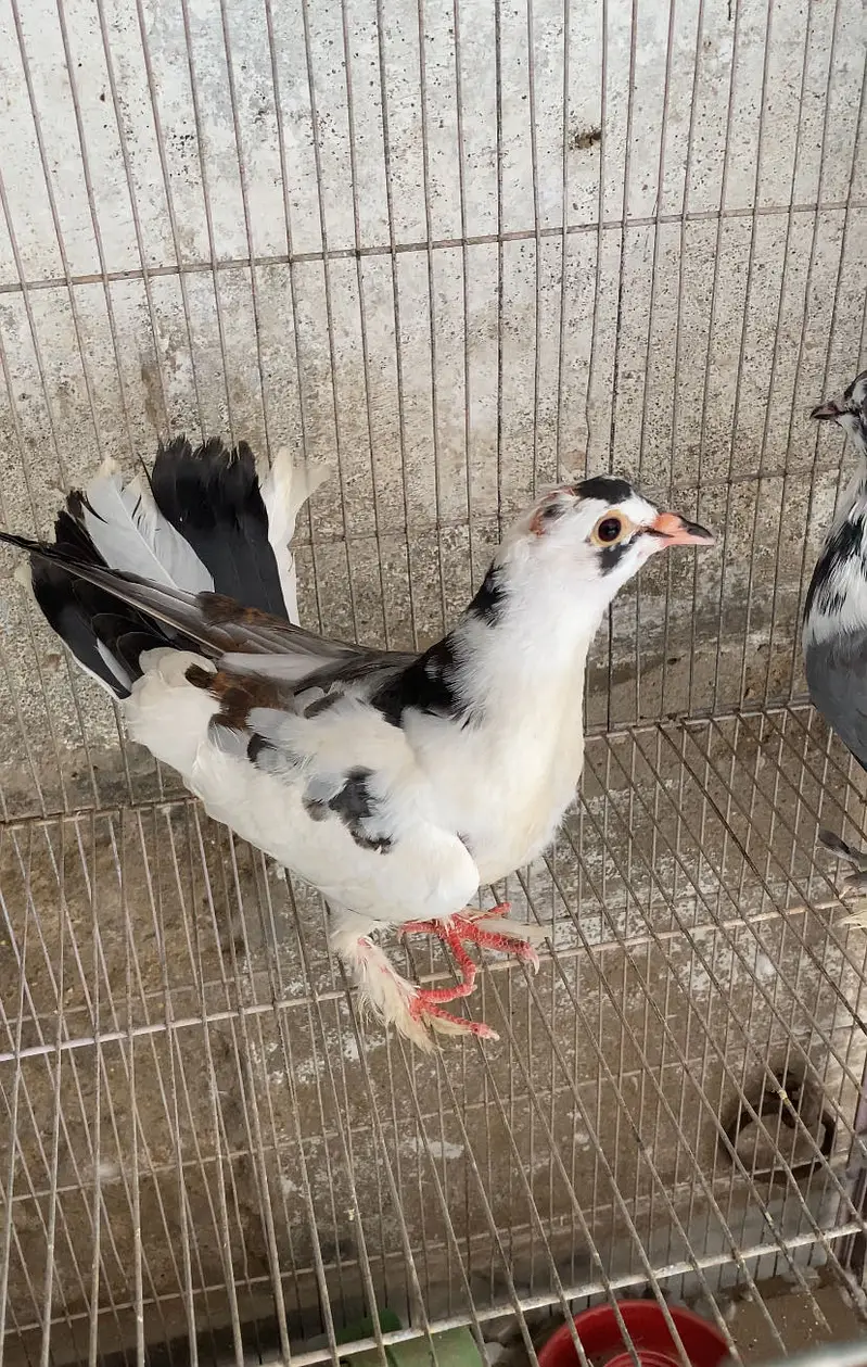 Fancy Pigeon — photo 2