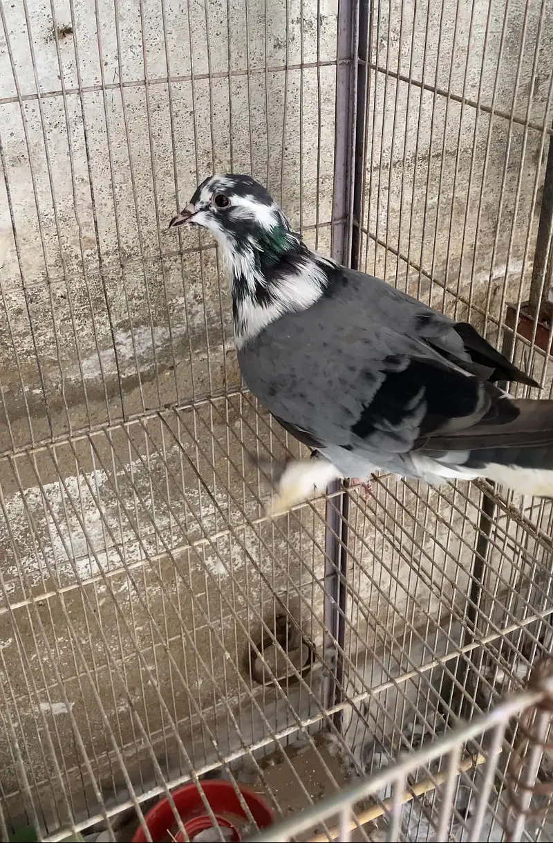 Fancy Pigeon — photo 3