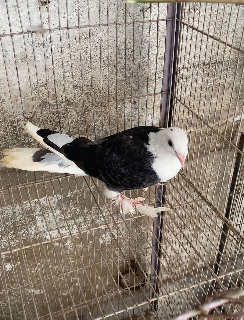 Fancy Pigeon 3