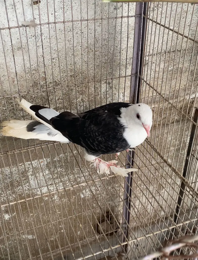 Fancy Pigeon — photo 4
