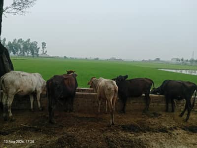 bull cow