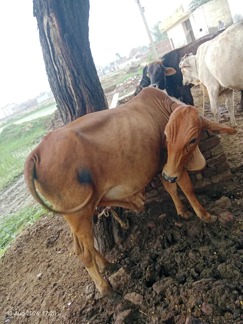 bull cow — photo 2