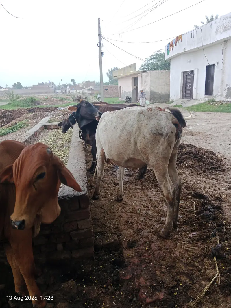 bull cow — photo 3