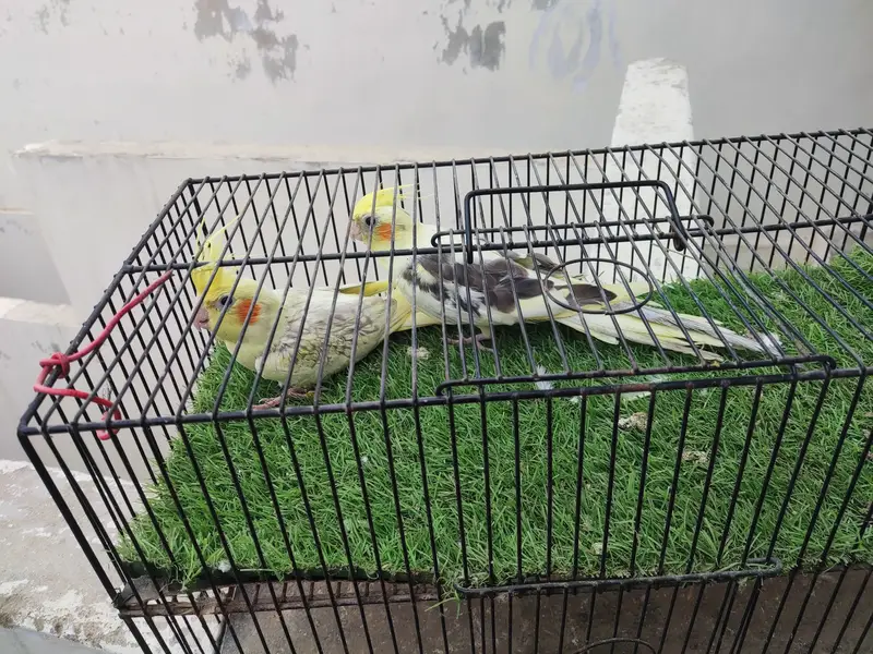 Cocktail Male Vpaid — photo 4
