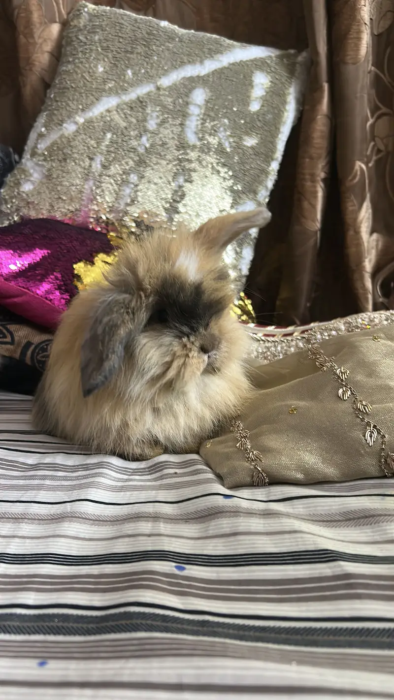 Holland lop bunnies