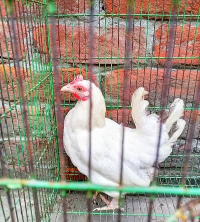 Japanese Bantam female