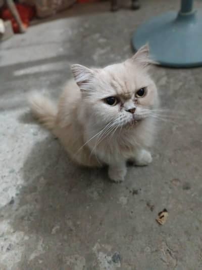 Cat for sale