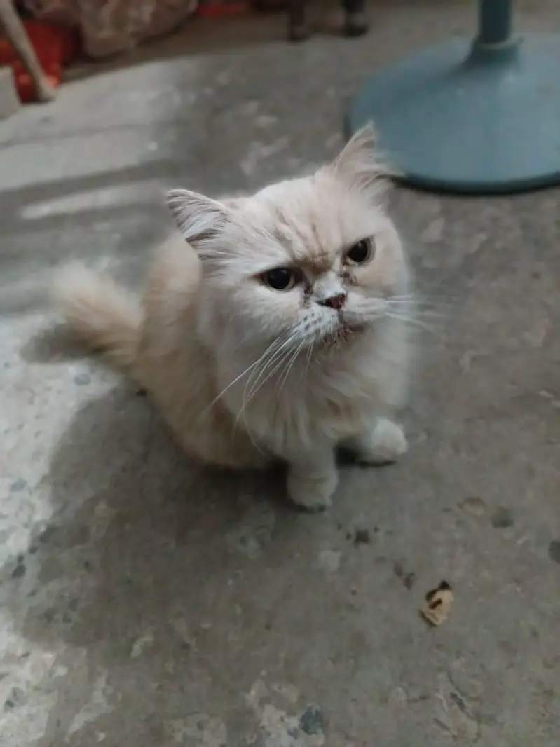 Cat for sale — photo 2