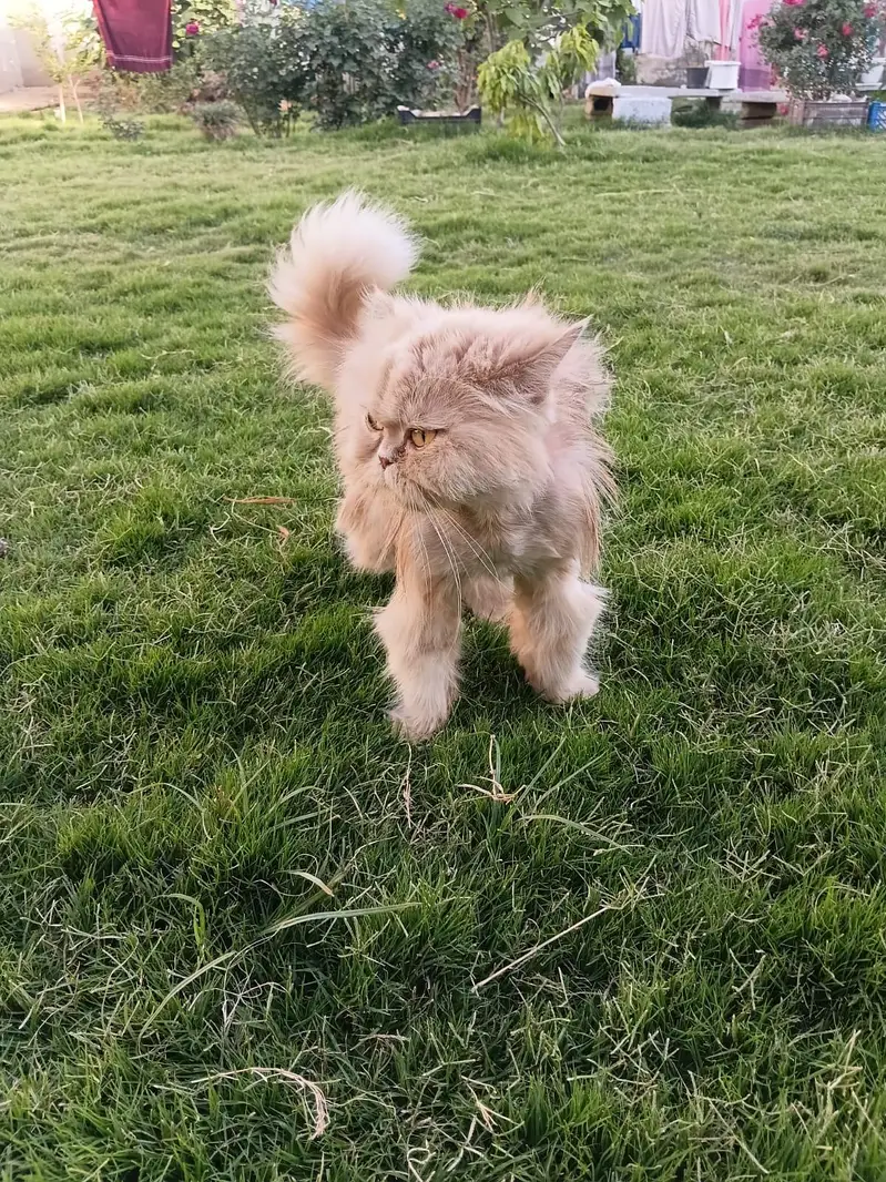 Cat for sale — photo 3
