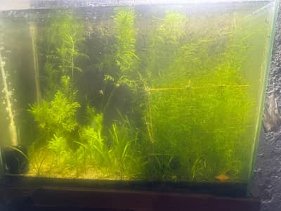 Planted aquarium