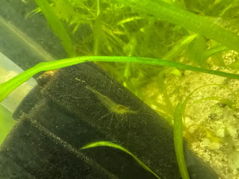 Planted aquarium — photo 2