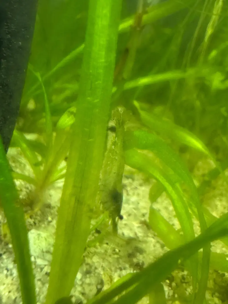 Planted aquarium — photo 3