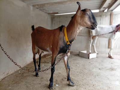 Tedda Bakra with Famale