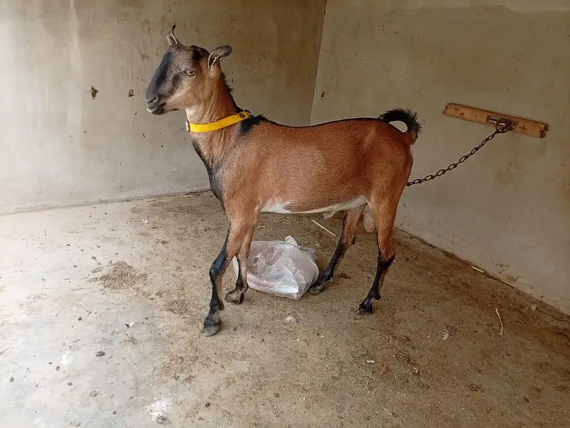 Tedda Bakra with Famale — photo 2
