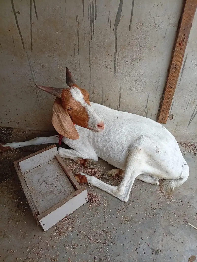 Tedda Bakra with Famale — photo 3
