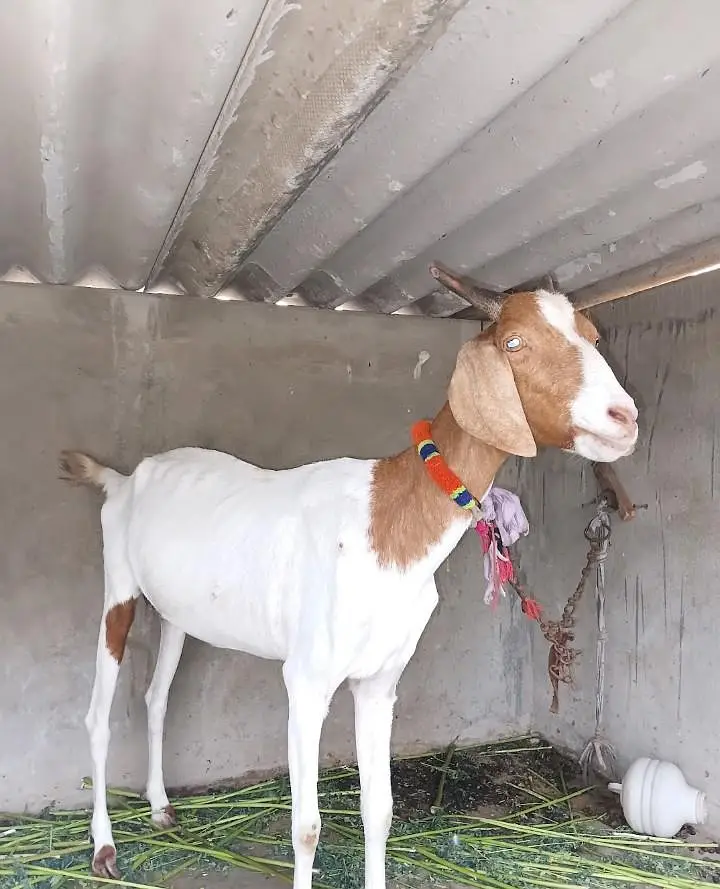Tedda Bakra with Famale — photo 4