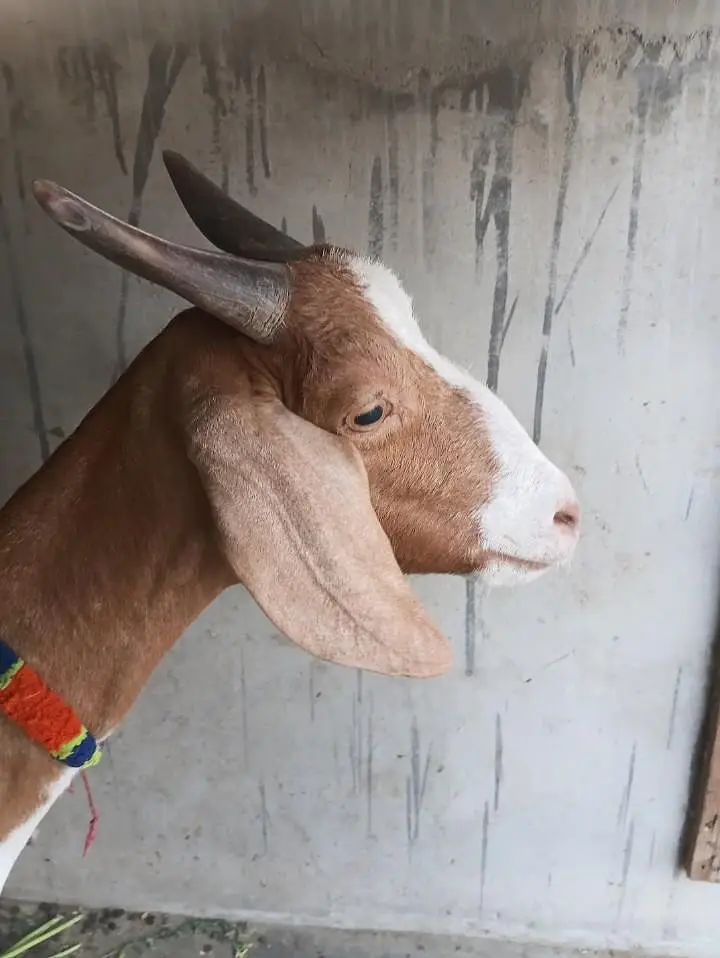 Tedda Bakra with Famale — photo 5