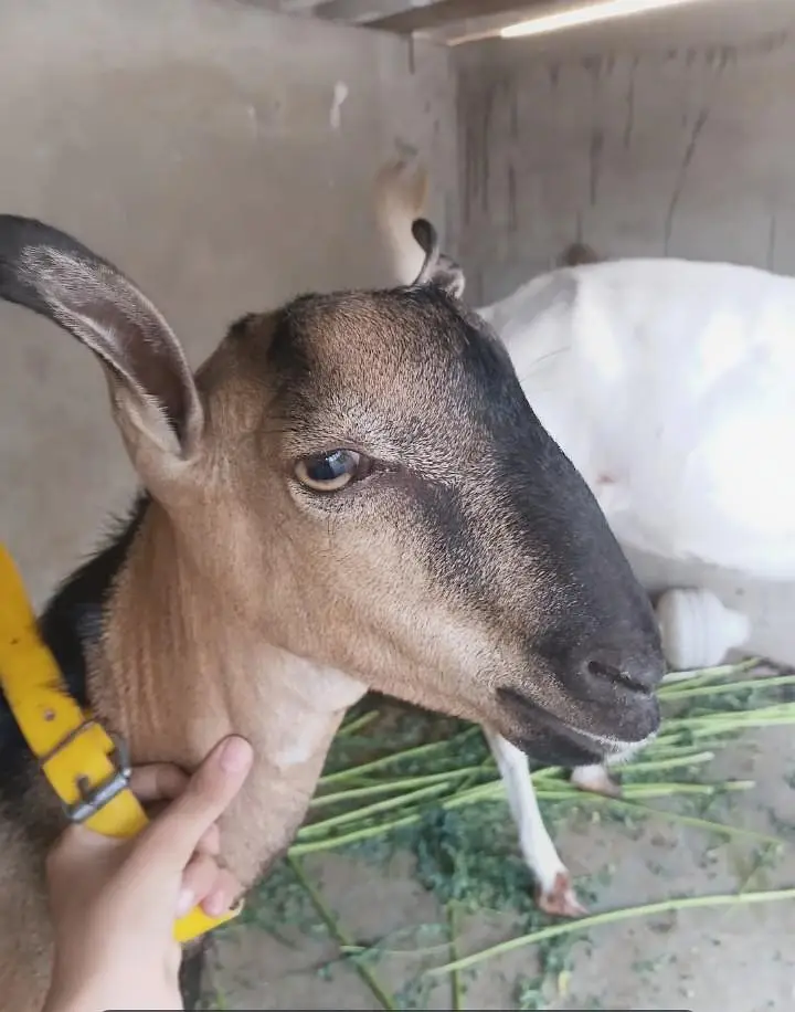 Tedda Bakra with Famale — photo 6