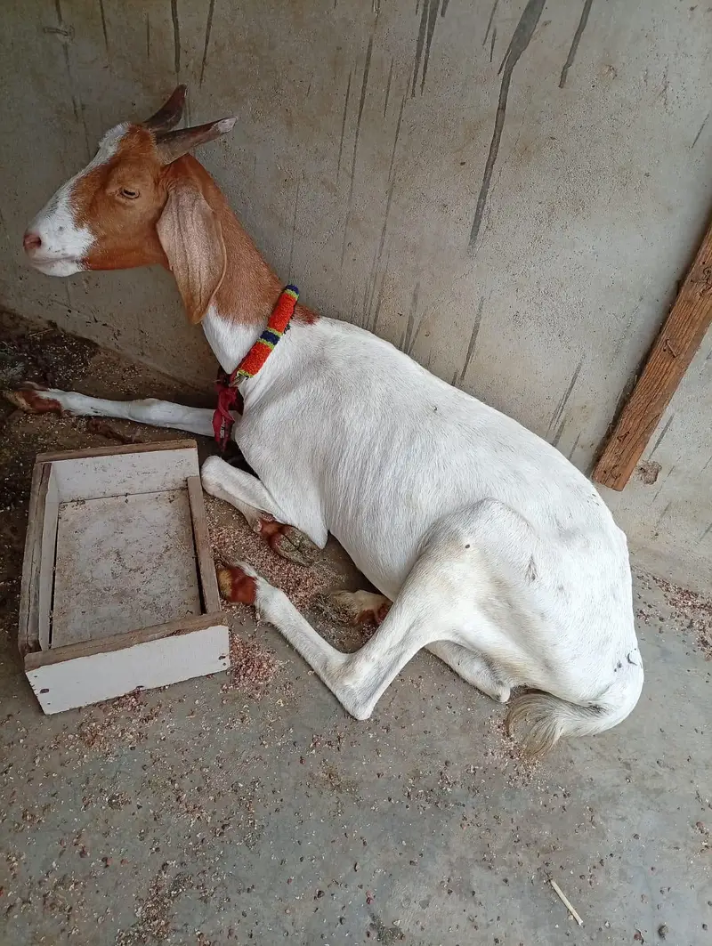 Tedda Bakra with Famale — photo 7