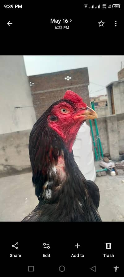 lassani aseel murgha mazboot Gand jor choras nali 03105018329
