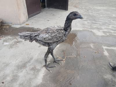 dragon aseel pathi for sale. watsapp nmbr 03002000396
