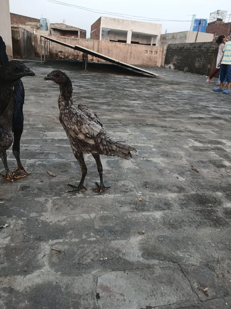 dragon aseel pathi for sale. watsapp nmbr 03002000396 — photo 2