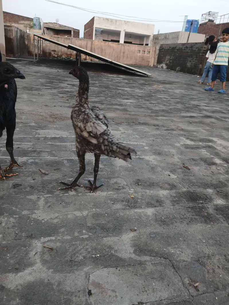 dragon aseel pathi for sale. watsapp nmbr 03002000396 — photo 3