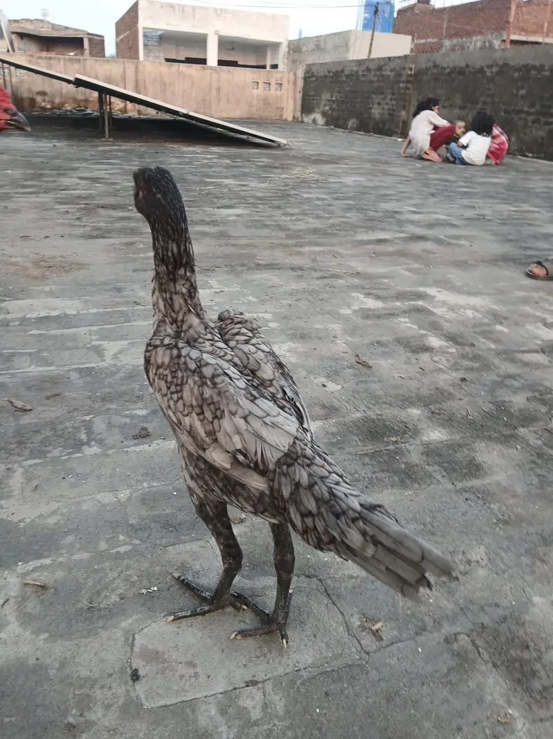 dragon aseel pathi for sale. watsapp nmbr 03002000396 — photo 4