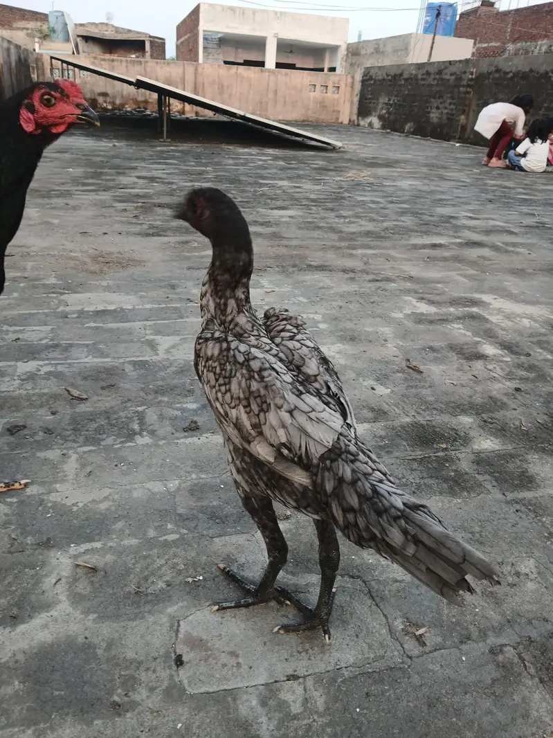 dragon aseel pathi for sale. watsapp nmbr 03002000396 — photo 5