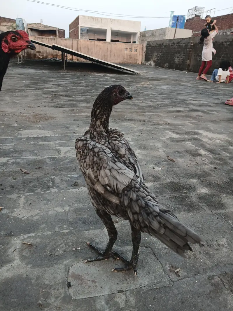 dragon aseel pathi for sale. watsapp nmbr 03002000396 — photo 6