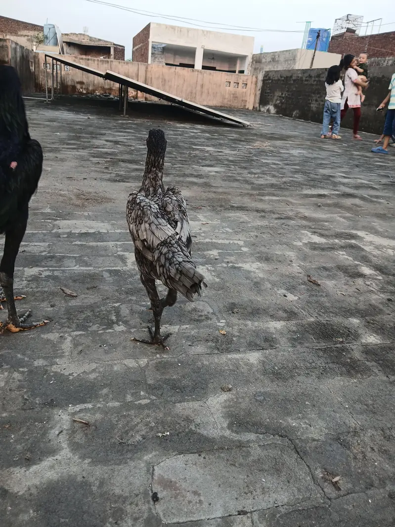 dragon aseel pathi for sale. watsapp nmbr 03002000396 — photo 7