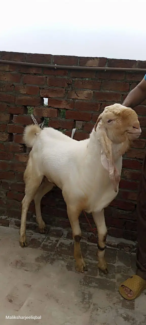 desi bakra Ghar Ka pala howa — photo 5