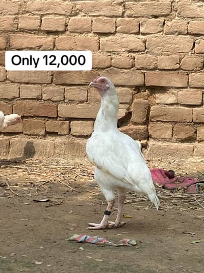 Breeder females