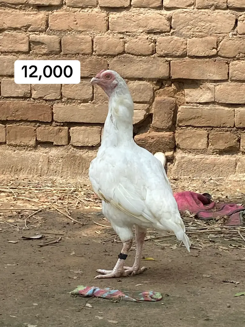 Breeder females — photo 2