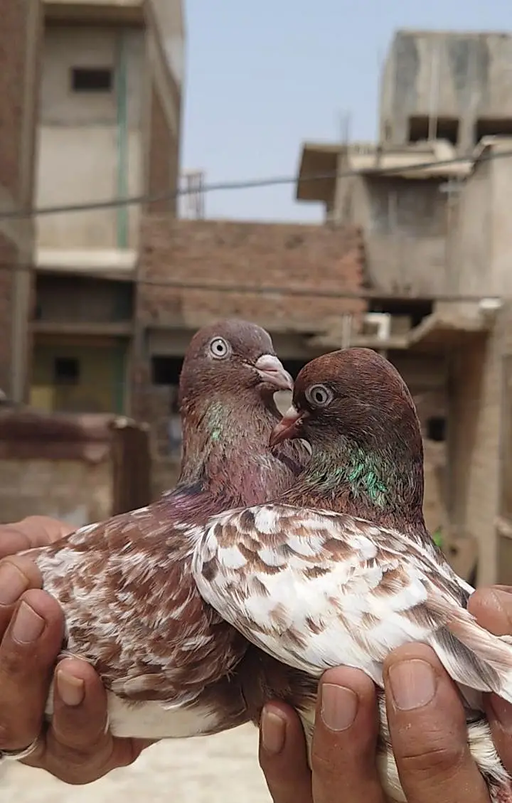 pure ambarsare pair