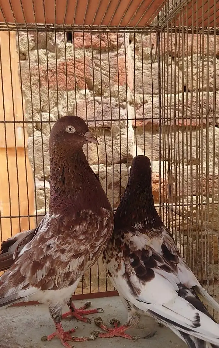 pure ambarsare pair — photo 3