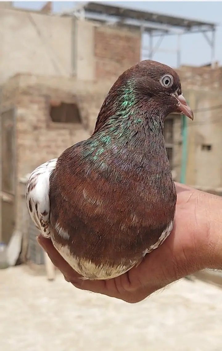 pure ambarsare pair — photo 4